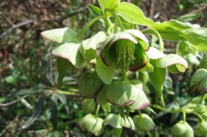 Helleborus foetidus (1200 x 799)